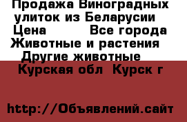 Продажа Виноградных улиток из Беларусии › Цена ­ 250 - Все города Животные и растения » Другие животные   . Курская обл.,Курск г.